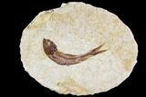 Fossil Fish (Knightia) - With Display Case #105592-1